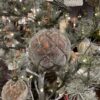 Julgranskulor brons taupe glitter