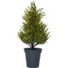 Dekorationsträd thuja med inbyggd led belysning