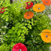Trädgårdsdekoration vallmo blomma i glas på pinne